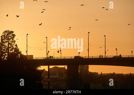 Eine Herde oder Mord an Krähen, die über die Cambie Street Bridge fliegen, die bei Sonnenuntergang in Vancouver, British Columbia, Kanada umschlossen ist Stockfoto