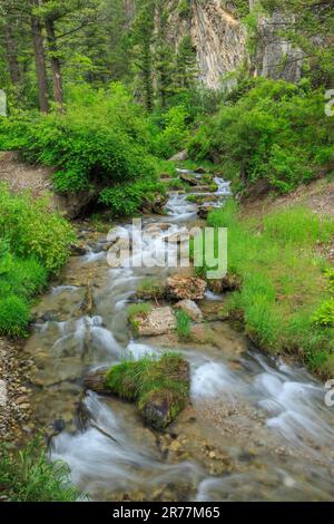 stromschnellen im Forellen-Creek-Canyon über dem Campingplatz der Selbstjustizler in der Nähe von york, montana Stockfoto