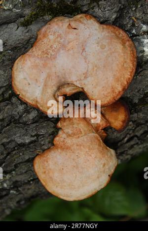 Zinnober polypore Schelfpilze auf einem Baumstamm in Linne Woods in Morton Grove, Illinois Stockfoto