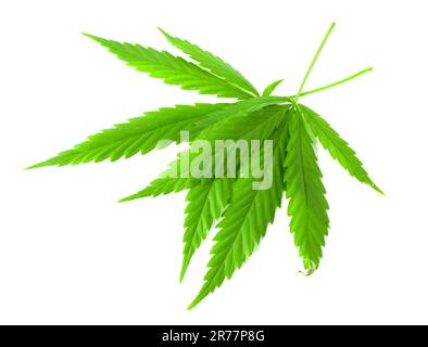Cannabisblätter isoliert auf weißem Hintergrund. Frische Cannabisblätter. Stockfoto
