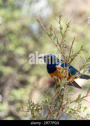 Superb Starling - Lamprotornis Superbus ist ein farbenfroher Vogel der Starfamilie, ehemals Spreo Superbus, Ostafrika einschließlich Äthiopien, Somalia, Uga Stockfoto