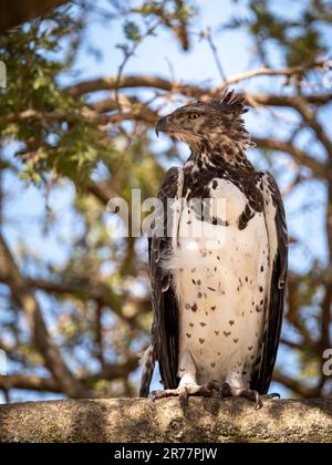 Majestätischer einsamer Martial Eagle, Polemaetus bellicosus, Erwachsener, der auf dem Ast steht, Serengeti, Tansania Stockfoto