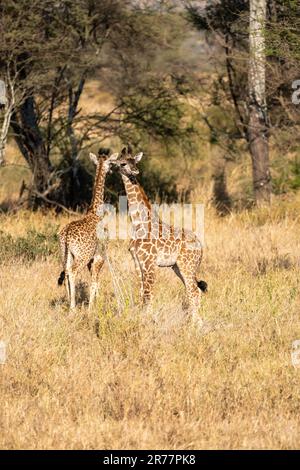 Zwei junge Giraffen stehen auf der Savanne. Wildtiere in der Natur, Serengeti, Tansania Stockfoto