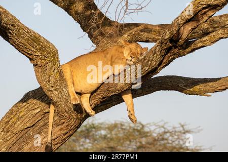 Wunderschöne Aussicht auf eine Löwin, die sich abends auf einem Baum erholt. Stockfoto