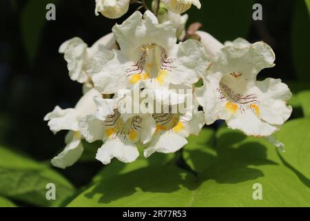 Nördlicher Katalpa-Baum mit voller Blüte in St. Paul Woods in Morton Grove, Illinois Stockfoto