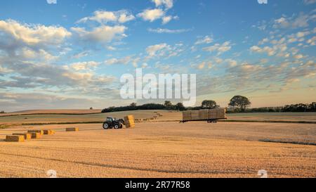 Ein Traktor, der hale Ballen erntet. Stockfoto