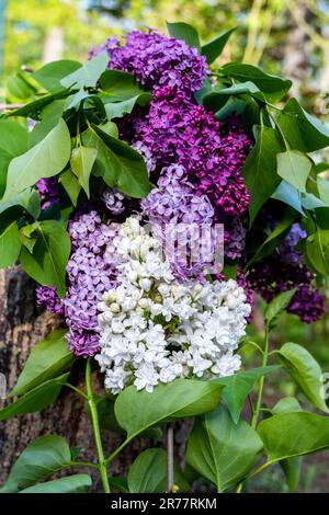 Syringa vulgaris, Flieder oder Flieder. Der Frühling kommt. Flieder-Blumen-Hintergründe. Stockfoto