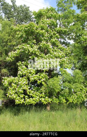 Nördlicher Katalpa-Baum mit voller Blüte in St. Paul Woods in Morton Grove, Illinois Stockfoto