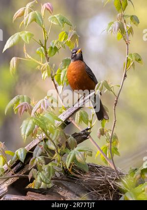 Ein amerikanischer Robin, der im Frühling im Pelee-Nationalpark in Ontario über einem Nest in einem gebrochenen Baum sitzt Stockfoto
