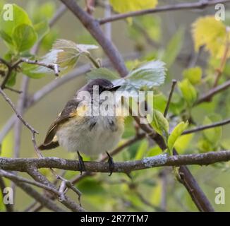 Ein junger amerikanischer Redstart-Krieger in einem grünen Waldgebiet im Frühling in Ontario Stockfoto