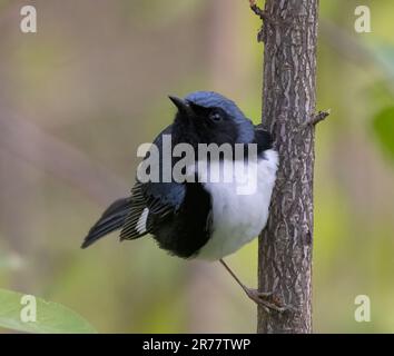 Eine Nahaufnahme eines männlichen Black-throated Blue Warbler an der Seite eines Baumes im Pelee-Nationalpark Stockfoto