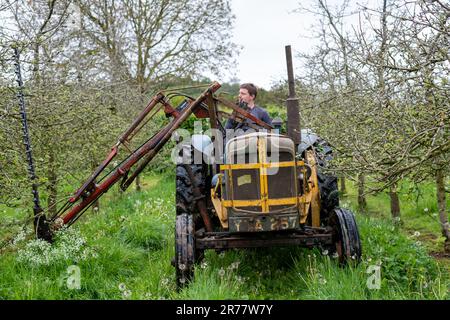 Pitney.Somerset.United Kingdom.Mai 8. 2023.Ein 1957 Fordson Major mit einer antiken Heckenschere wird verwendet, um den Apfelbaum mechanisch in einem modifizierten Stockfoto