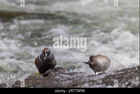 Ein Paar Harlekin-Enten auf einem Felsen im Yellowstone River Stockfoto