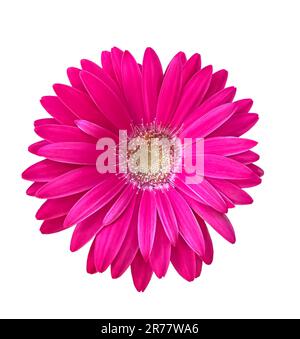 Rosa Gerbera-Blume isoliert auf weißem Hintergrund mit Schnittweg. Leuchtend leuchtend rosa Gerbera blühende Blume Stockfoto