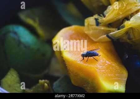 Übrig gebliebene Kamerun-Mango in der Mülltonne mit Fliegen oben drauf Stockfoto