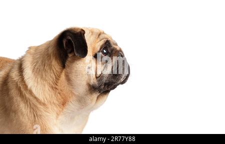 Porträt im Profil eines reinrassigen, süßen, lustigen Hundes auf weißem Hintergrund. Stockfoto