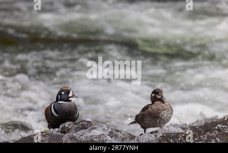 Ein Paar Harlekin-Enten auf einem Felsen im Yellowstone River Stockfoto