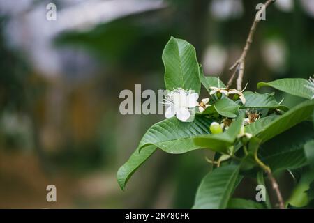 Weiße Blume auf grünen, weißen Blumen und grüne Guaven in einem Garten Stockfoto