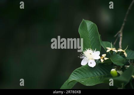 Weiße Blume auf grünen, weißen Blumen und grüne Guaven in einem Garten Stockfoto