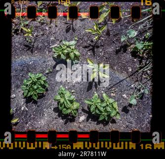 Basil in einem Gemeindegarten in Chelsea in New York im Mai 2023. (© Richard B. Levine) auf Film mit einer klassischen Instamatic-Kamera fotografiert Stockfoto