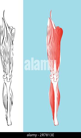 Das anatomische Beinmuskelsystem Stock Vektor