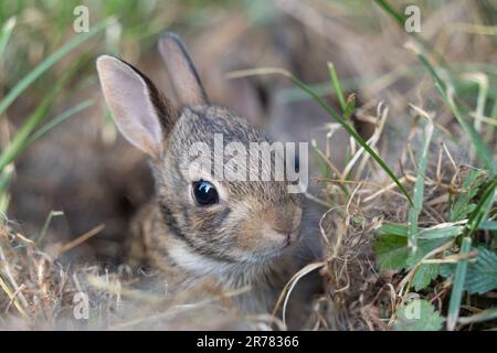 Östlicher Hasenschwanz (Sylvilagus floridanus) mit großen Ohren, die aus seinem Nest schauen. Stockfoto