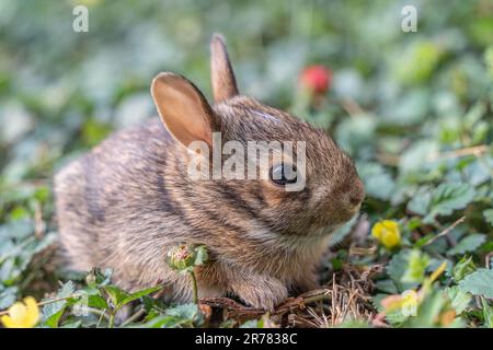 Der Frühling Eastern Cottontail Baby Hase (Sylvilagus floridanus) verlässt sein Nest zum ersten Mal, um im Garten grünes Gras zu erkunden. Stockfoto