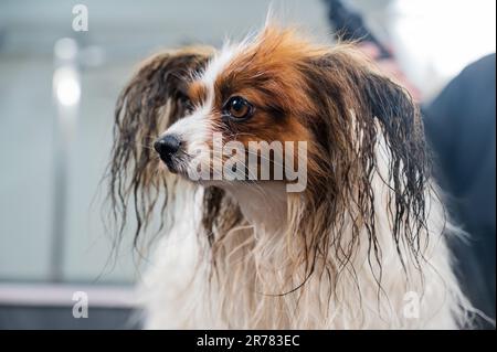 Lustiger nasser papillon nach dem Waschen. Hundespaniel Continental im Pflegesalon. Stockfoto