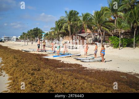 Sargassum Seetang am Strand in Playa Del Carmen Yucatan Mexiko Stockfoto