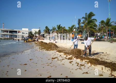 Sargassum Seetang am Strand von Playa Del Carmen Yucatan Mexiko Stockfoto