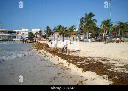 Sargassum Seetang am Strand in Playa Del Carmen Yucatan Mexiko Stockfoto