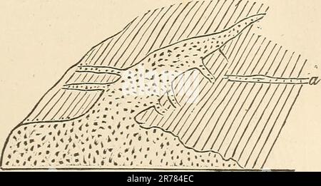 'Elemente der Geologie oder die antiken Veränderungen der Erde und ihrer Bewohner, die durch geologische Denkmäler veranschaulicht werden' (1868) Stockfoto