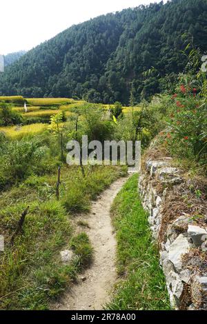 Abgeschiedener Wanderweg im Dreck mit rustikalem Steinzaun auf der einen Seite, terrassenförmig angelegten Reisfeldern auf der anderen Seite und einem von Bäumen bedeckten Berg in der Ferne Stockfoto