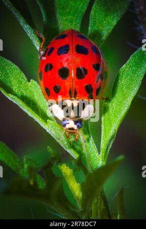 Eine asiatische Käferin erforscht eine Pflanze in den Florida Everglades. Diese werden oft mit Marienkäfern verwechselt, da sie sehr ähnlich aussehen. Stockfoto