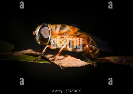 Eine Drohnenfliege sitzt auf einer Pflanze in den Florida Everglades. Diese Fliegen werden aufgrund ihres ähnlichen Aussehens und Verhaltens oft mit Honigbienen verwechselt. Stockfoto
