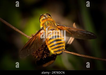 Eine Drohnenfliege macht sich bereit für den Flug in den Florida Everglades. Diese Fliege ist eigentlich eine Honigbiene, die oft mit einer verwechselt wird. Stockfoto