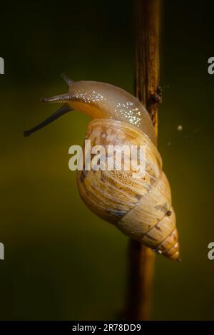 Eine Gartenschnecke zieht sich in den frühen Morgenstunden den Stiel einer Pflanze hinauf. Stockfoto