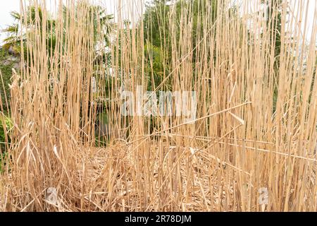 Zürich, Schweiz, 20. April 2023 Riesenmiscanthus im botanischen Garten Stockfoto