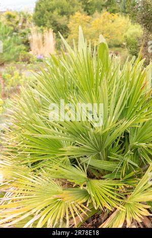 Zürich, Schweiz, 20. April 2023 Chamaerops humilis oder europäische Fanpalme im botanischen Garten Stockfoto