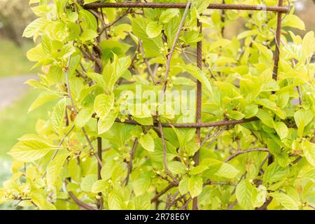 Zürich, Schweiz, 20. April 2023 Schisandra Chinensis oder chinesische Magnolienrebe im botanischen Garten Stockfoto