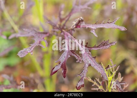 Zürich, Schweiz, 20. April 2023 Brassica juncea oder rote Senfpflanze im botanischen Garten Stockfoto