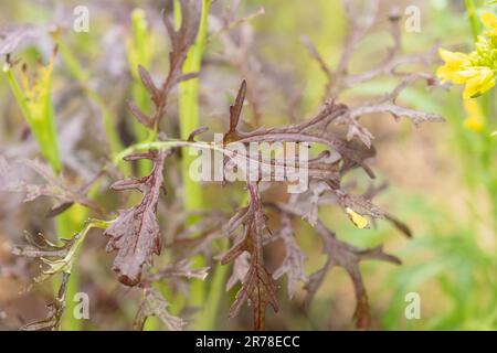 Zürich, Schweiz, 20. April 2023 Brassica juncea oder rote Senfpflanze im botanischen Garten Stockfoto