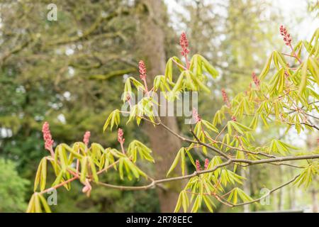 Zürich, Schweiz, 20. April 2023 Aesculus Pavia oder rote buckeypflanze im botanischen Garten Stockfoto