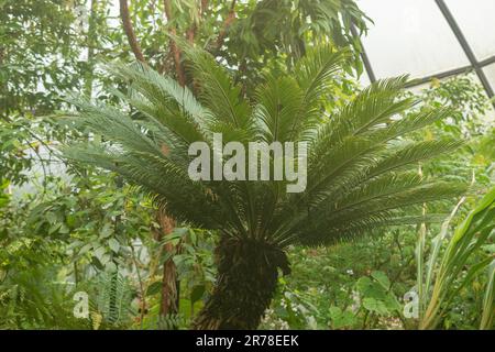 Zürich, Schweiz, 20. April 2023 Cycas Revoluta oder japanische Sagopalme im botanischen Garten Stockfoto