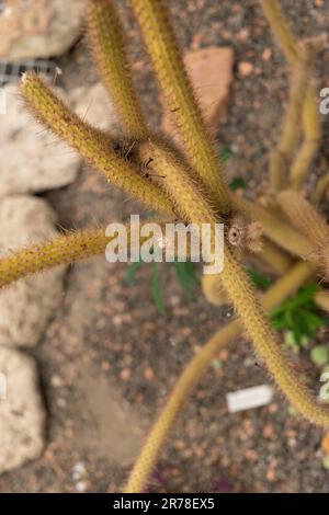 Zürich, Schweiz, 20. April 2023 Cleistocactus baumannii im botanischen Garten Stockfoto