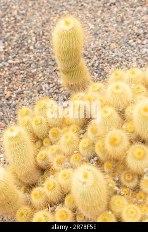 Zürich, Schweiz, 20. April 2023 Parodia Leninghausii oder Zitronenkugelkaktus im botanischen Garten Stockfoto