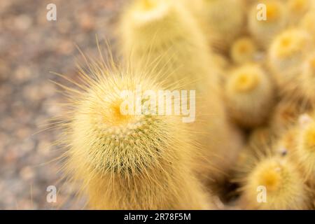 Zürich, Schweiz, 20. April 2023 Parodia Leninghausii oder Zitronenkugelkaktus im botanischen Garten Stockfoto