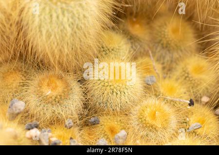 Zürich, Schweiz, 20. April 2023 Parodia Leninghausii oder Zitronenkugelkaktus im botanischen Garten Stockfoto