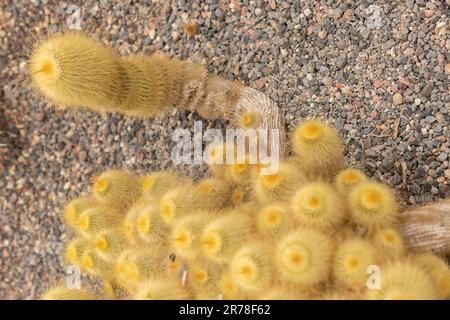 Zürich, Schweiz, 20. April 2023 Parodia Leninghausii oder Zitronenkugelkaktus im botanischen Garten Stockfoto