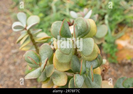 Zürich, Schweiz, 20. April 2023 Crassula Arborescens oder Silber-Jade-Pflanze im botanischen Garten Stockfoto